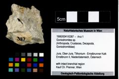 Foto (Objekt + Etikett) von Goniodromites sp.  (NHMW-GEO-1990-0041-0387)